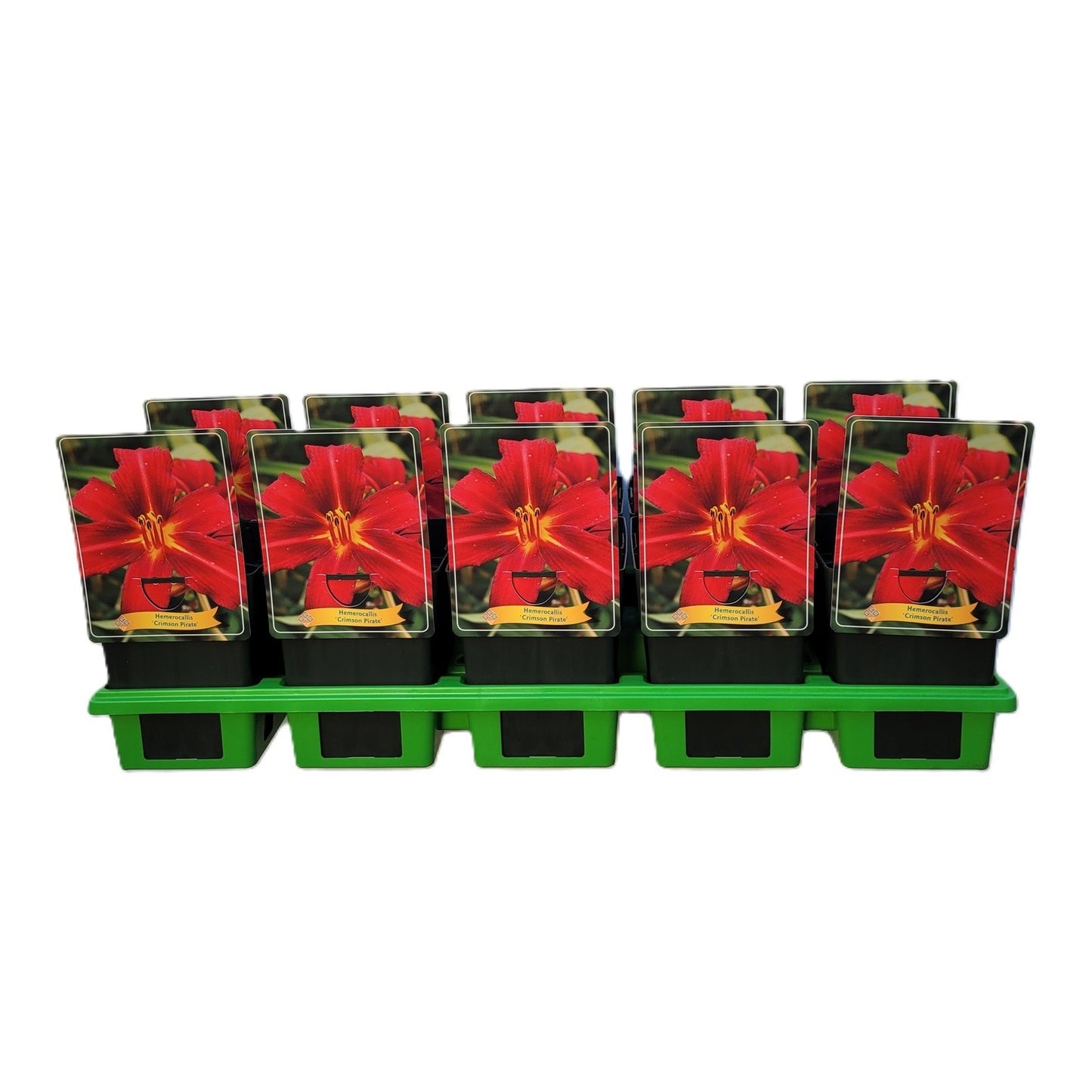 Hemerocallis Crimson Pirate 25cm 11cm Pot