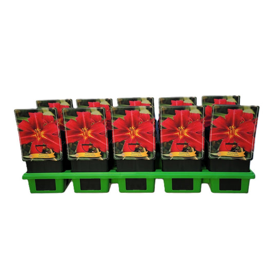 Hemerocallis Crimson Pirate 25cm 11cm Pot