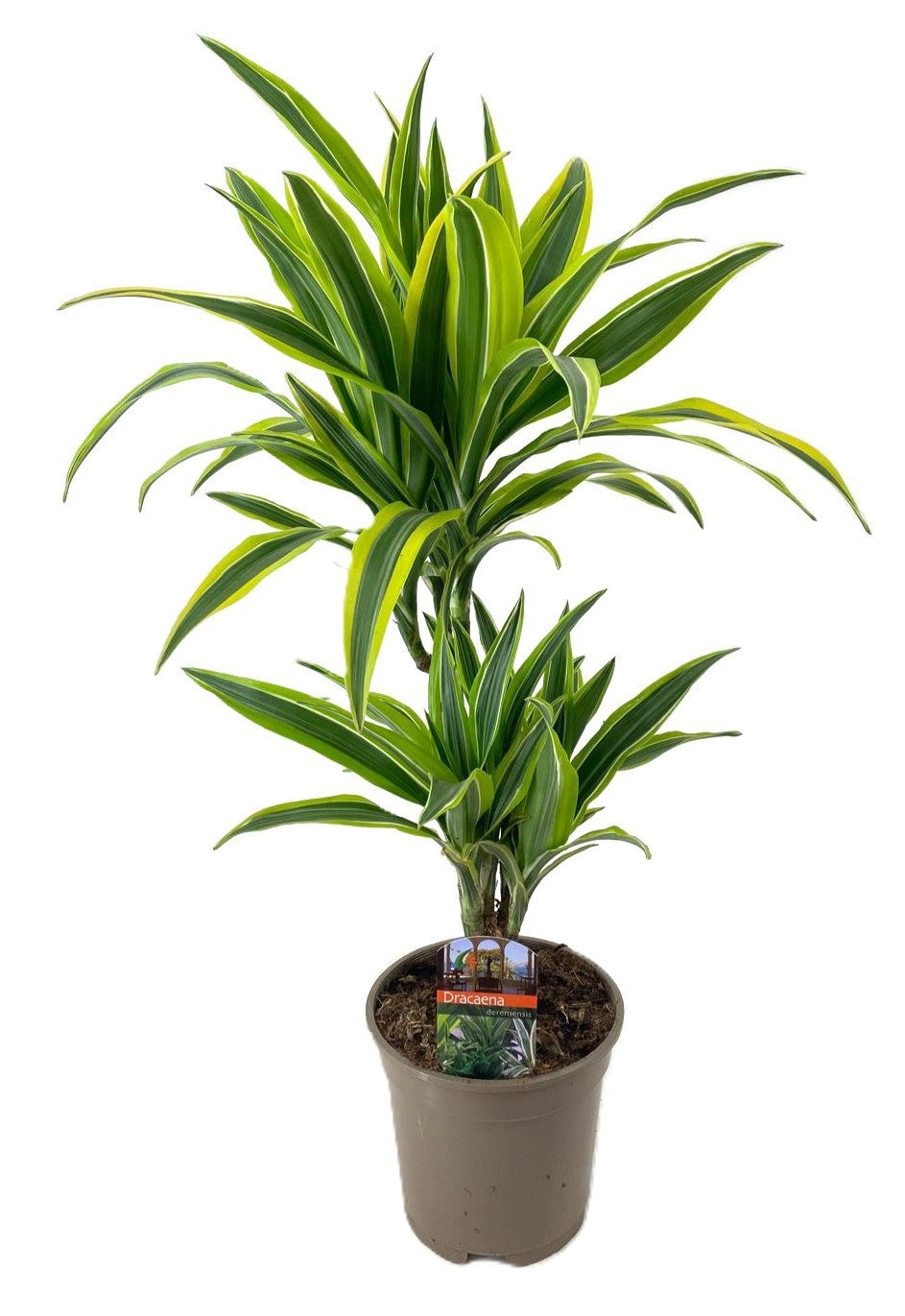 Dracaena fragrans Lemon Lime 30-10 85cm 17cm Pot