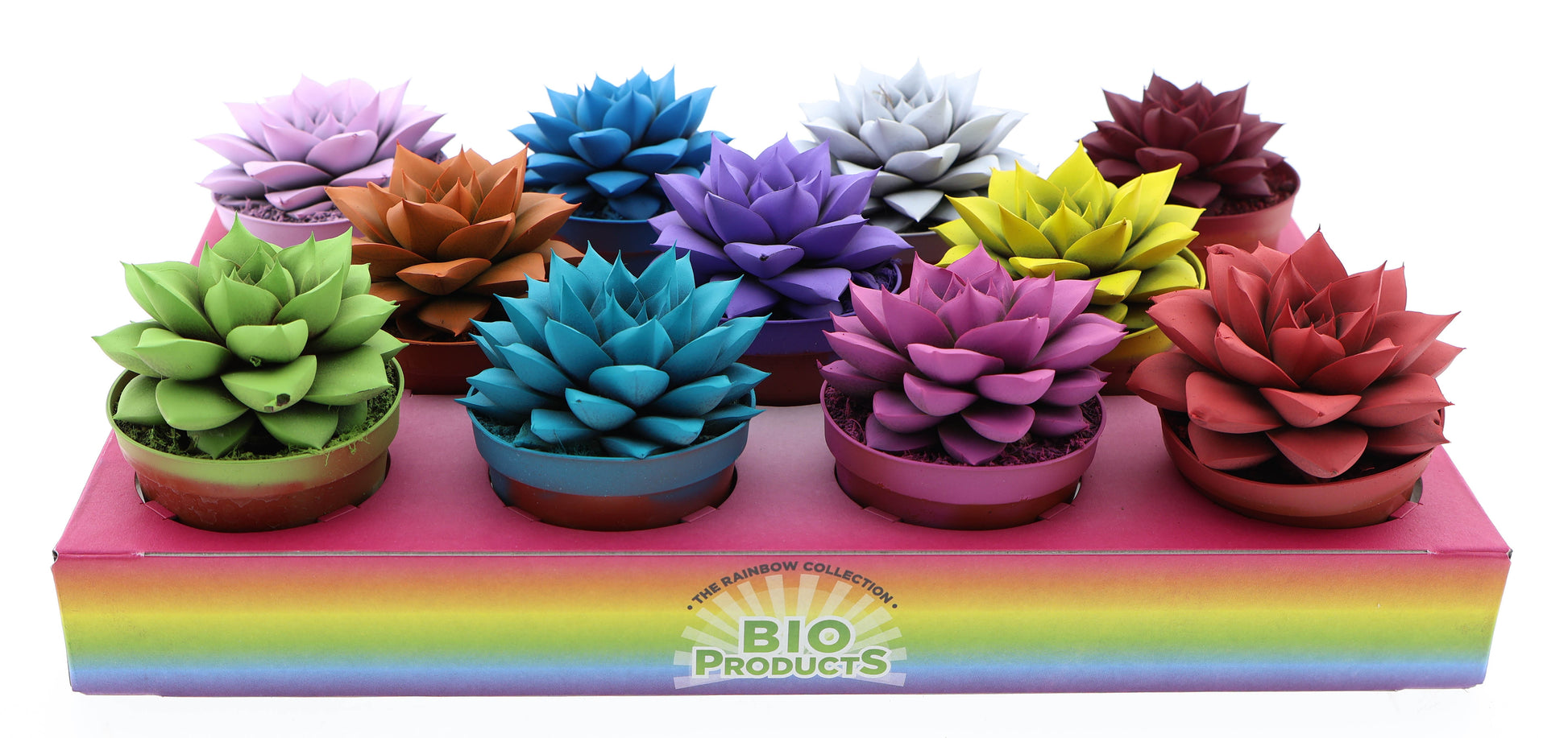 Euro Cactus Holland Bv Echeveria Purpusorum Pack of 11