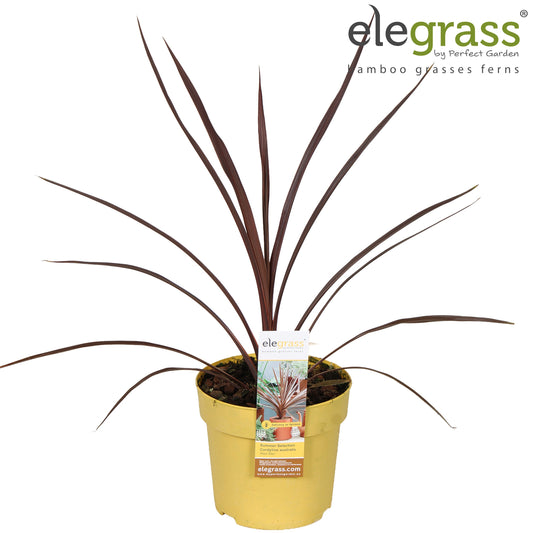 Cordyline australis Red Star 70cm 14cm Pot