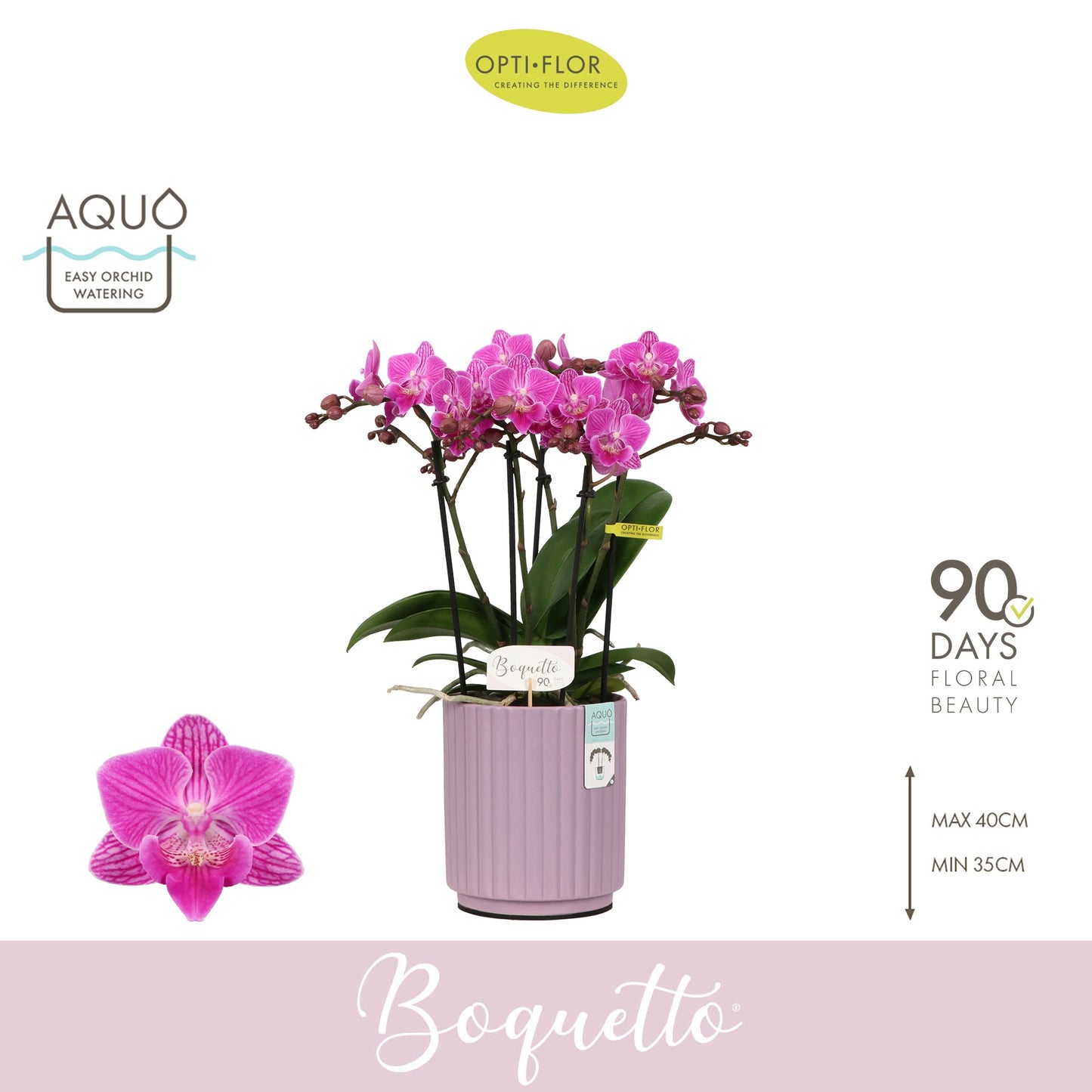 Phalaenopsis pink 35cm 12cm Pot