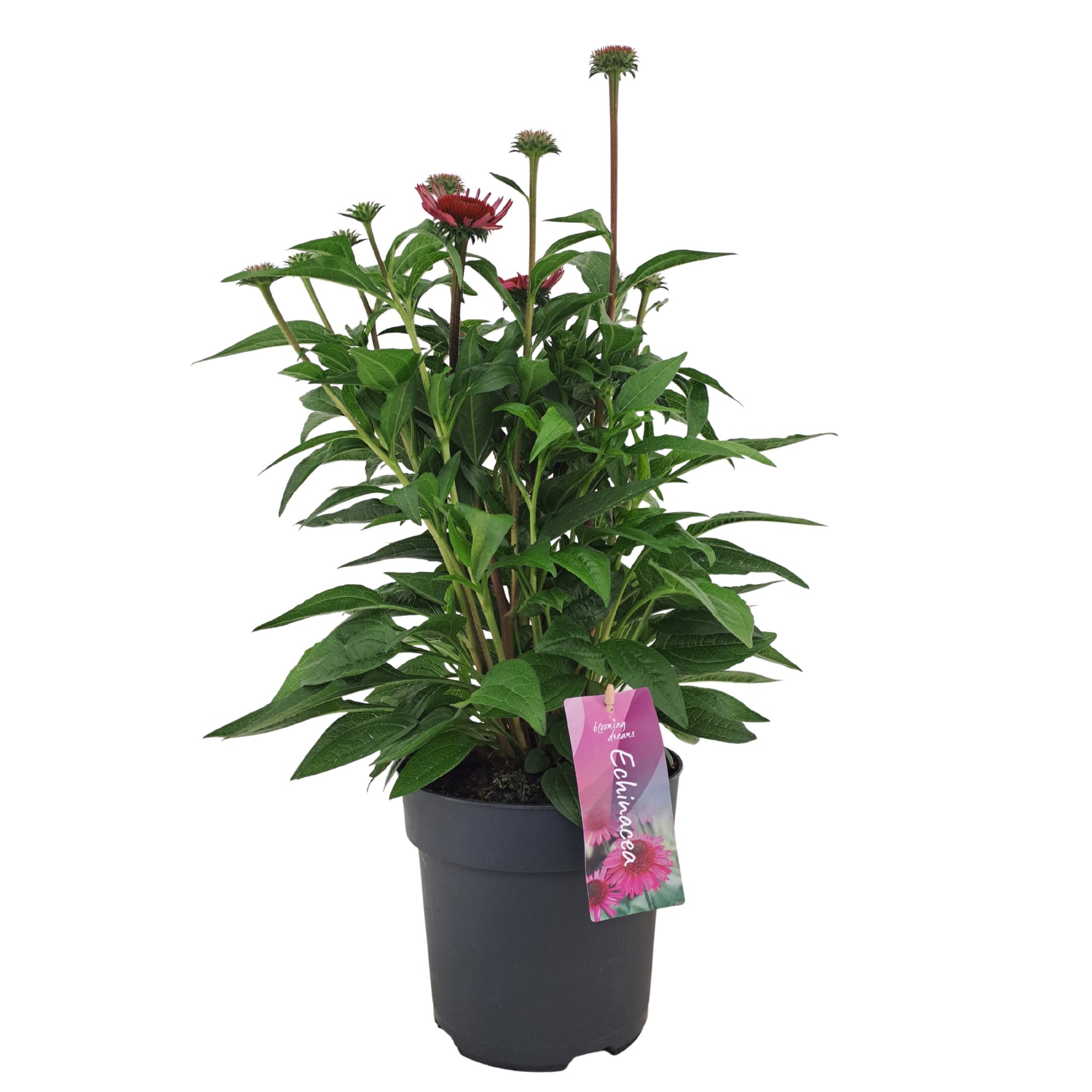 Echinacea Mooodz Courage 50cm 17cm Pot
