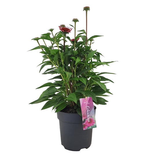 Echinacea Mooodz Courage 50cm 17cm Pot