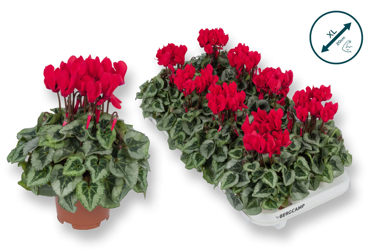 Cyclamen Compact mix 20cm 10.5cm Pot