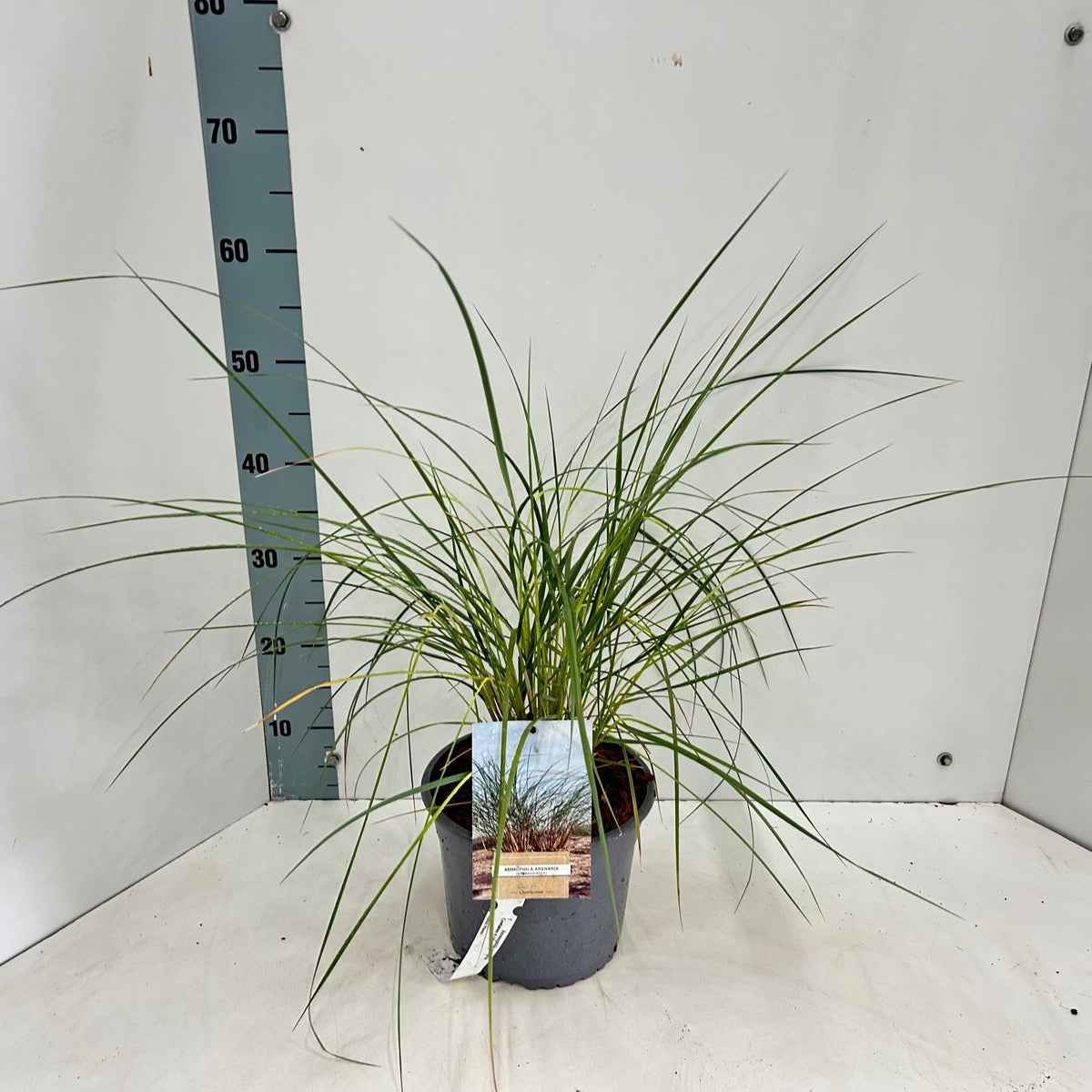 About Plants Zundert BV Ammophila arenaria Pack of 1