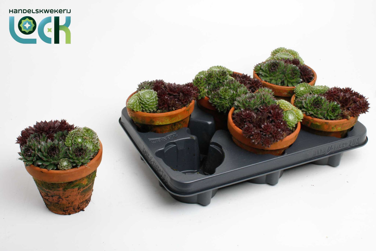 Lock, Handelskwekerij arr. Sempervivum Pack of 6