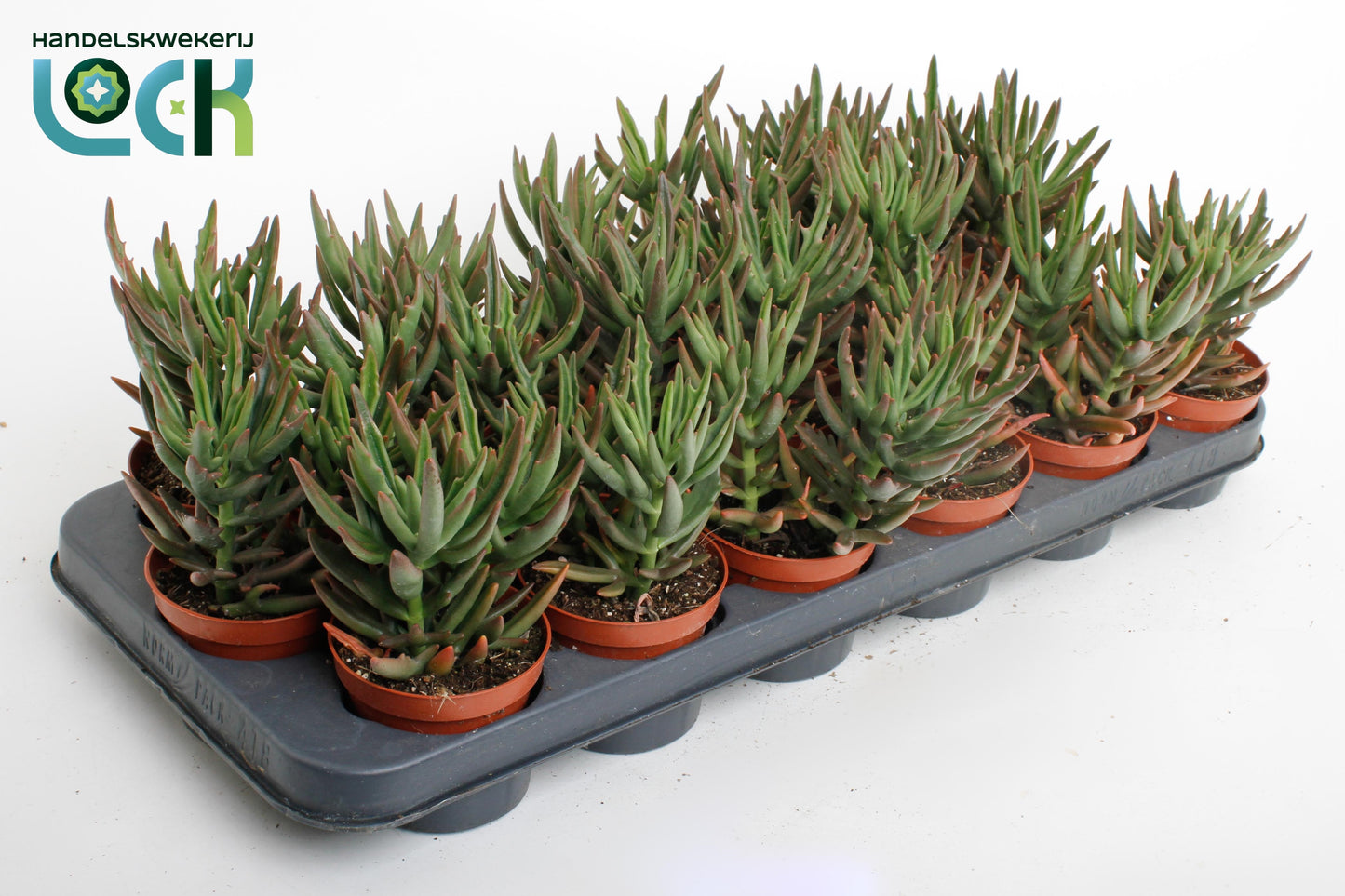 Lock, Handelskwekerij Kalanchoe Spider Green Pack of 18