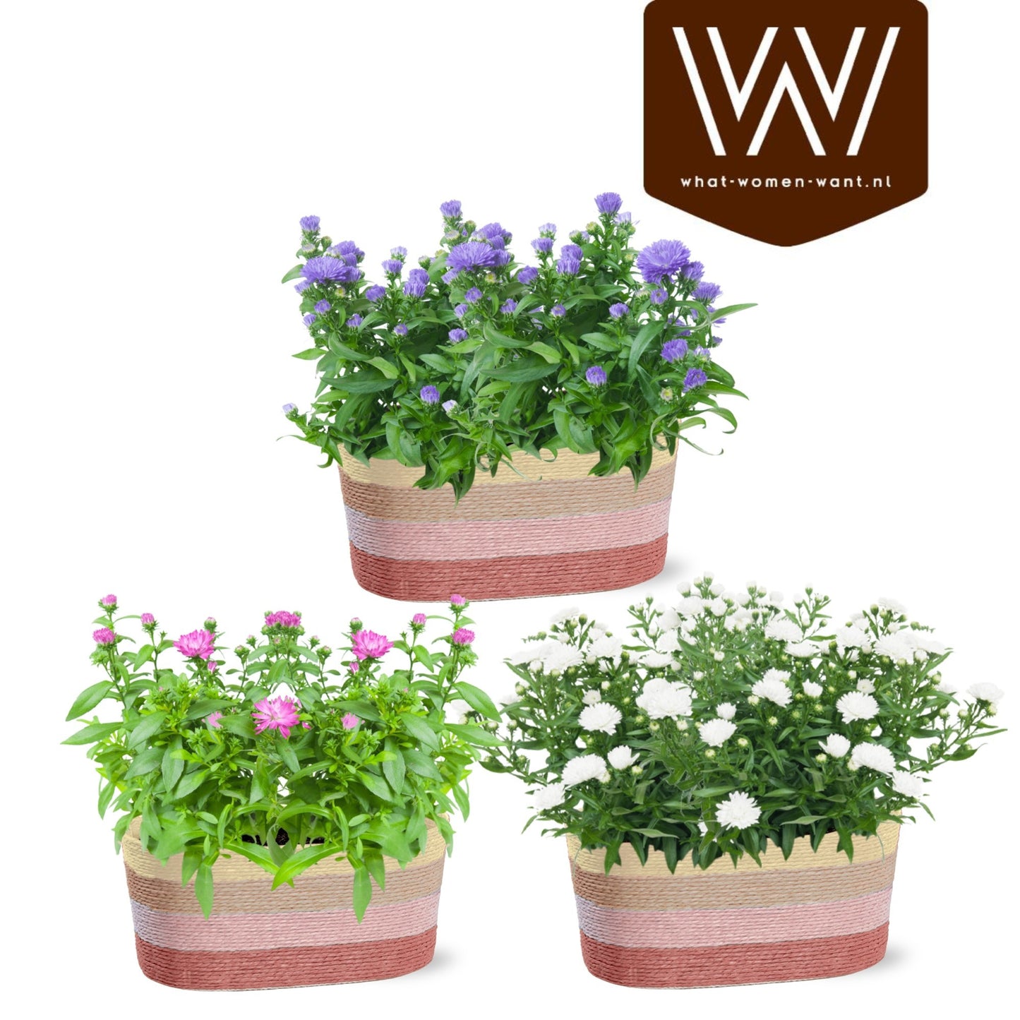 Aster Magic mix 30cm 25cm Pot
