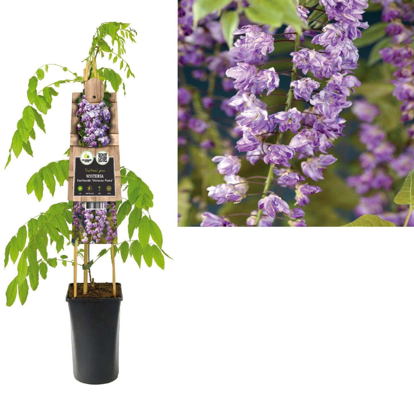 Wisteria floribunda Violacea Plena 75cm 17cm Pot