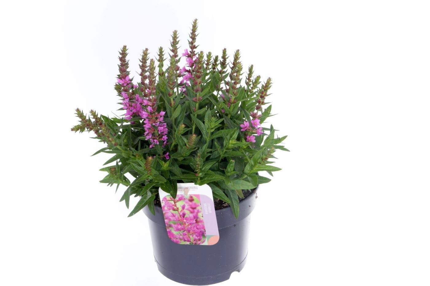 Lythrum Robin 35cm 17cm Pot