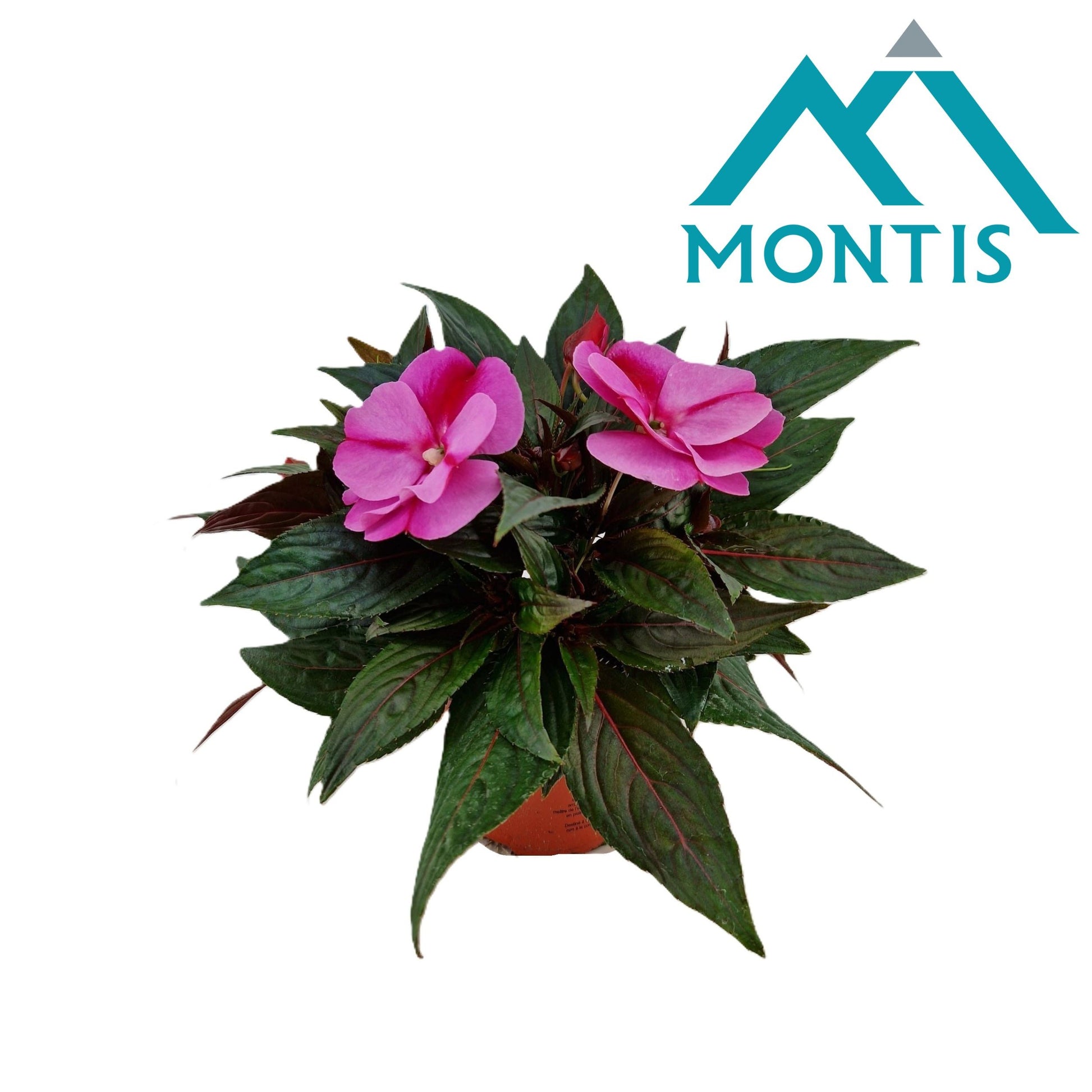 Impatiens ng. Colorpower Lavender Flame 25cm 13cm Pot