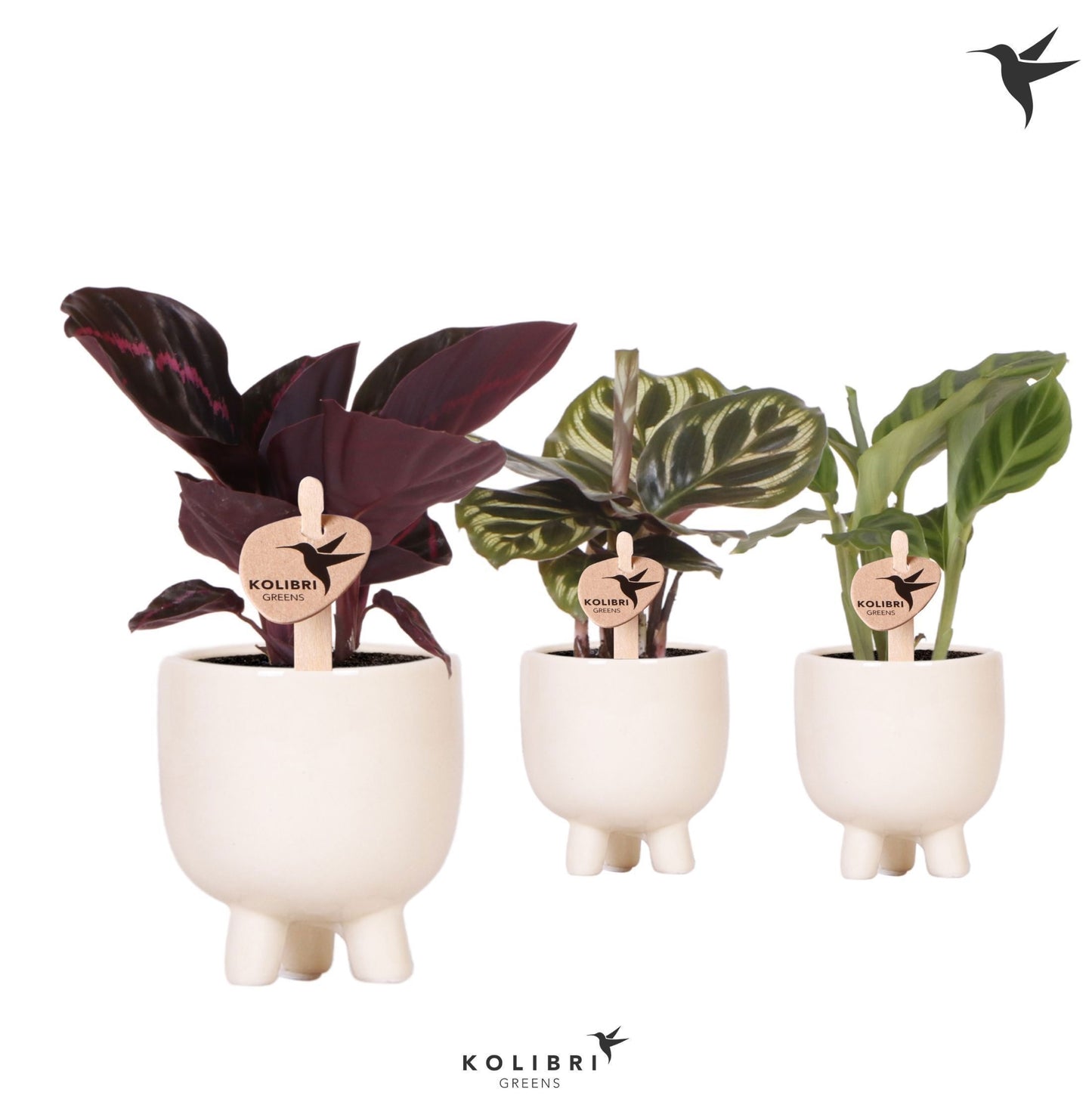 Calathea mix 17cm 6cm Pot