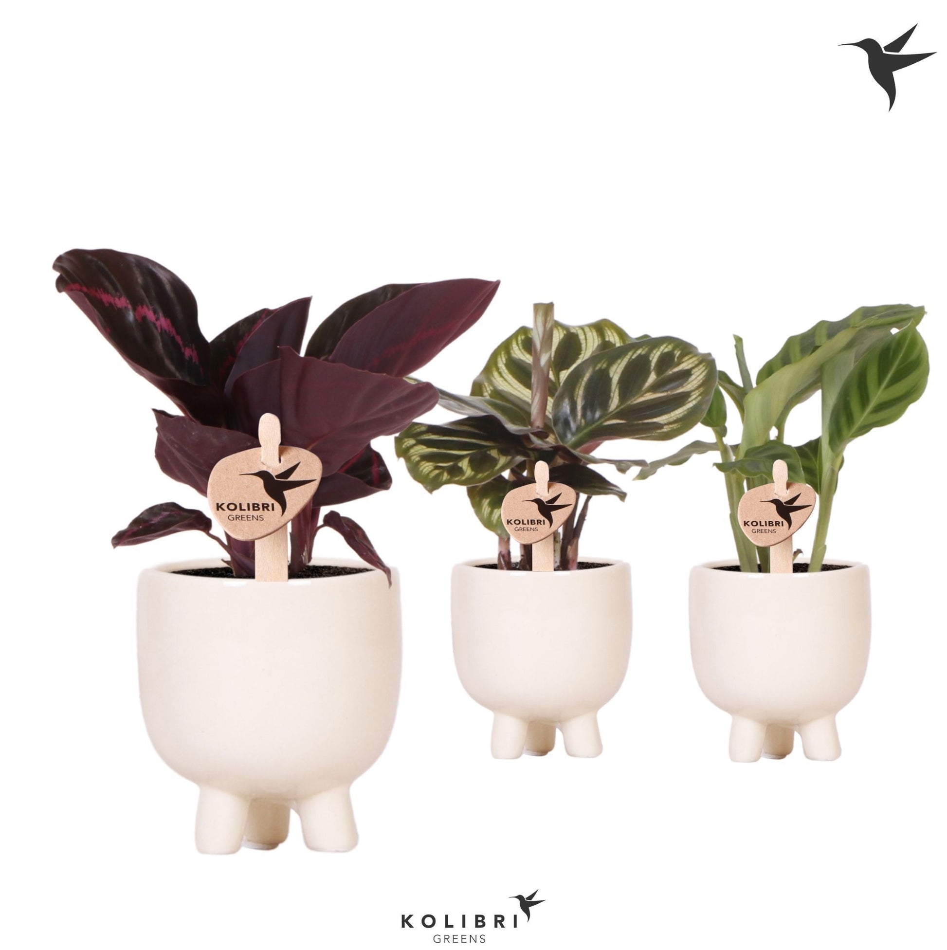 Calathea mix 17cm 6cm Pot