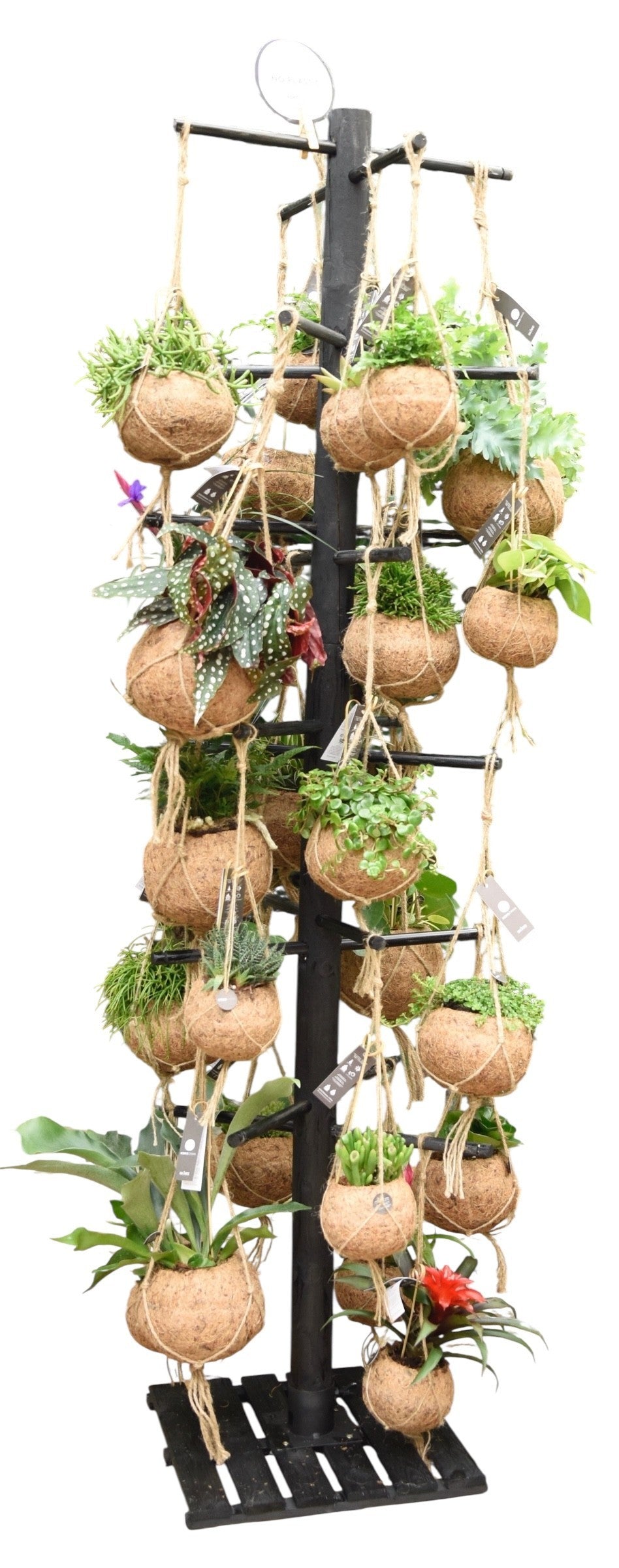 Hanging plants mix 200cm 15cm Pot