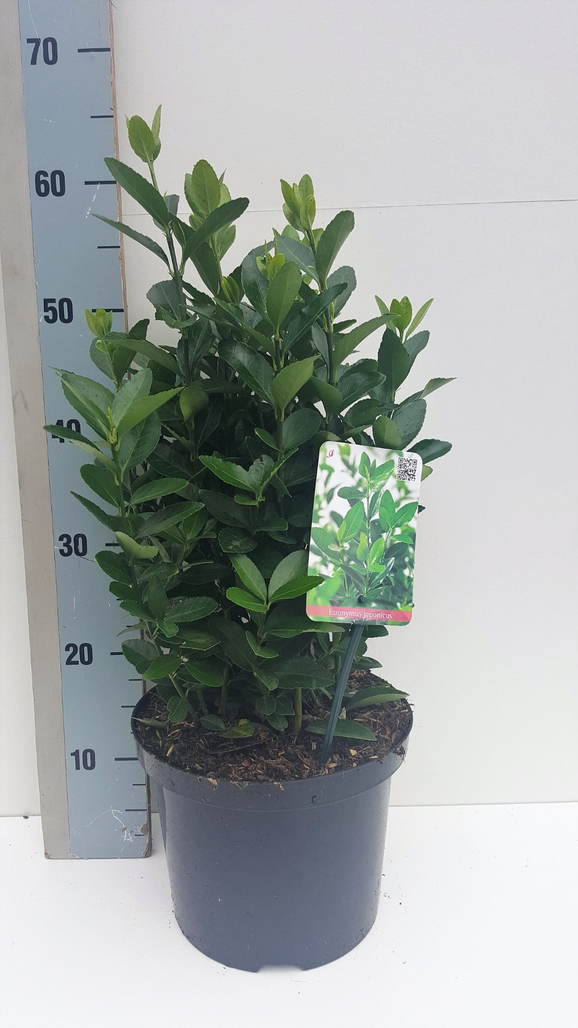 Roessel Tuinpl. VOF, B. v. Euonymus japonicus Pack of 1