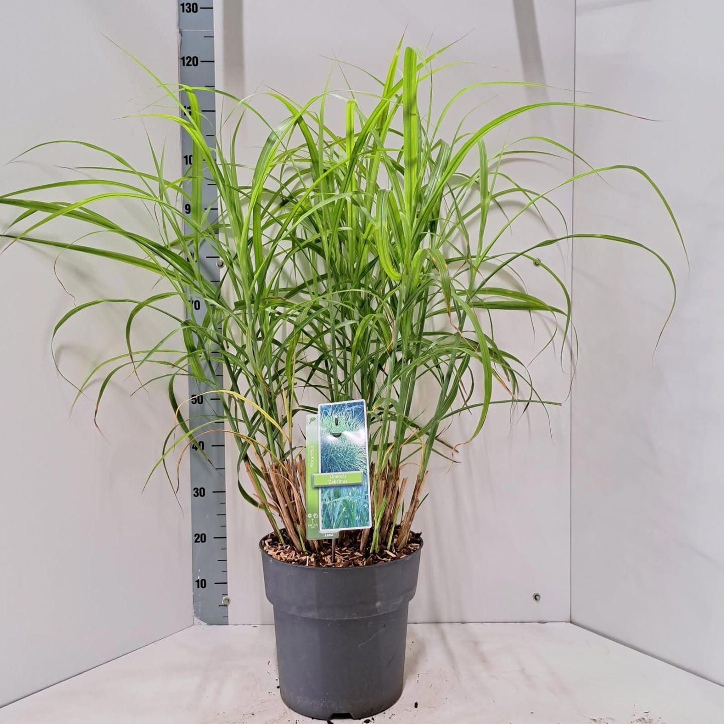 Miscanthus Zebrinus 115cm 29cm Pot