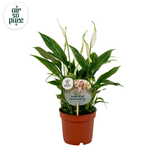 Riza vd Voort Potplanten Spathiphyllum Bellini Pack of 6