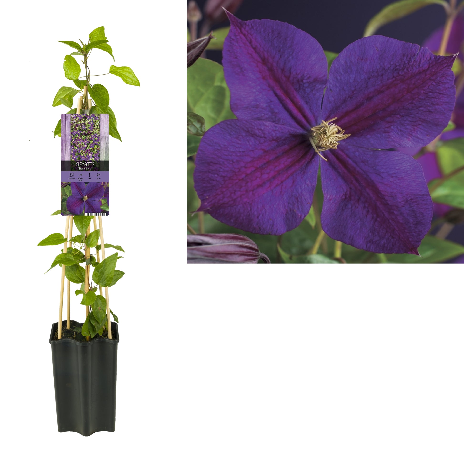 Clematis Star of India 65cm 15cm Pot