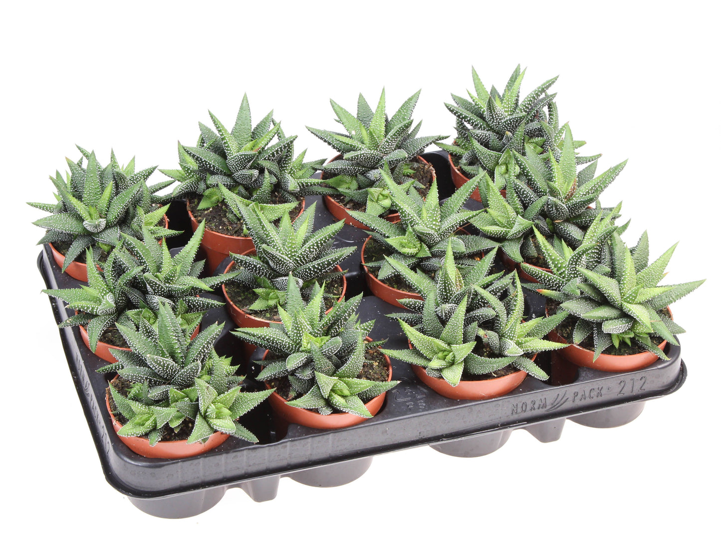 Haworthia fasciata 12cm Special Pot (508)