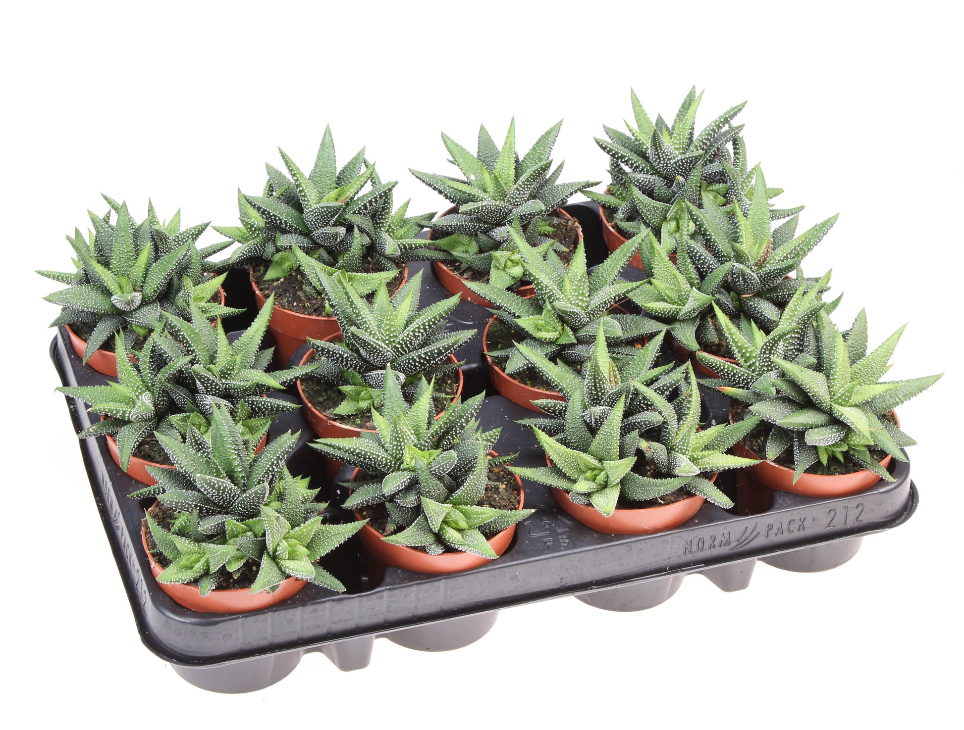 Haworthia fasciata 12cm Special Pot (508)