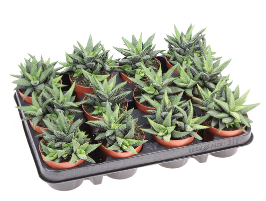 Haworthia fasciata 12cm Special Pot (508)