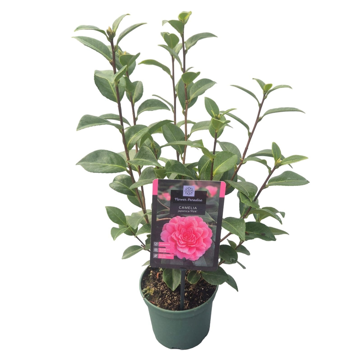 Camellia japonica 50cm 15cm Pot