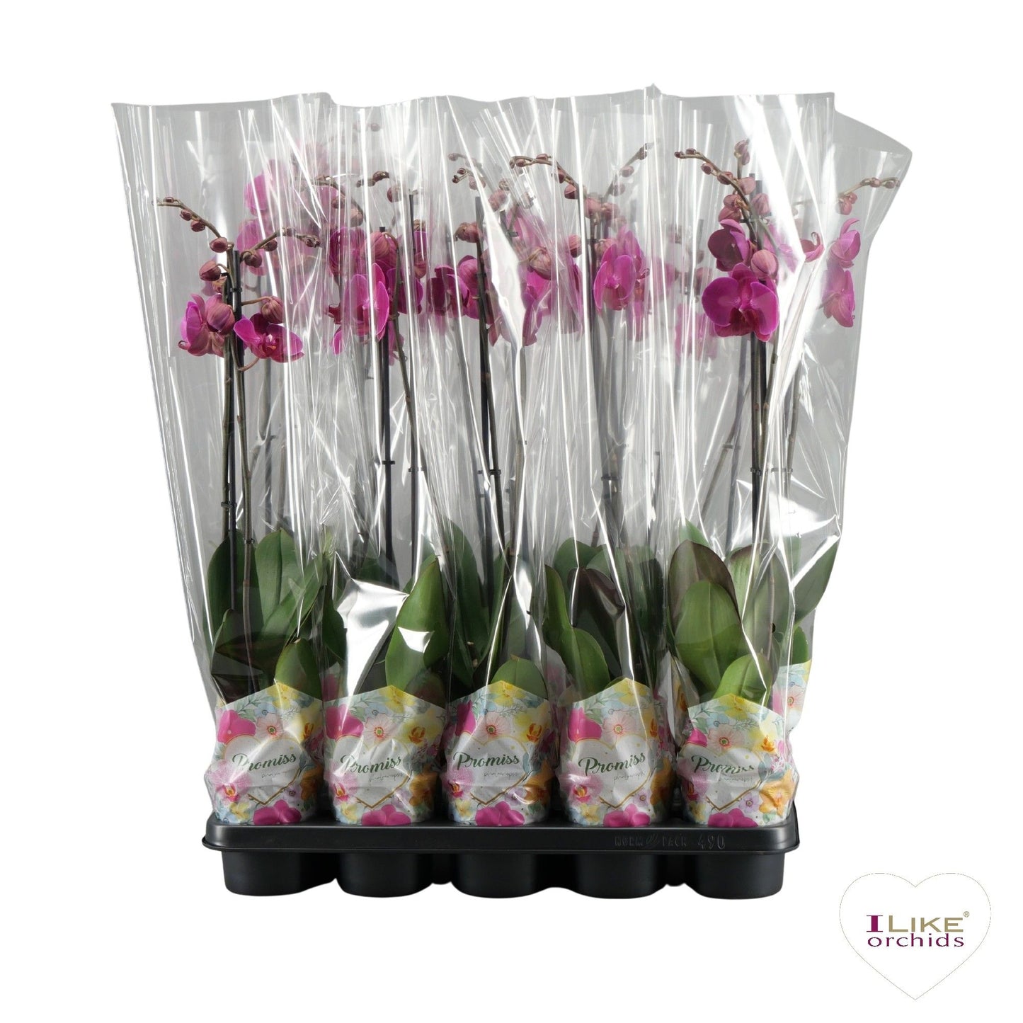 Phalaenopsis purple 65cm 12cm Pot