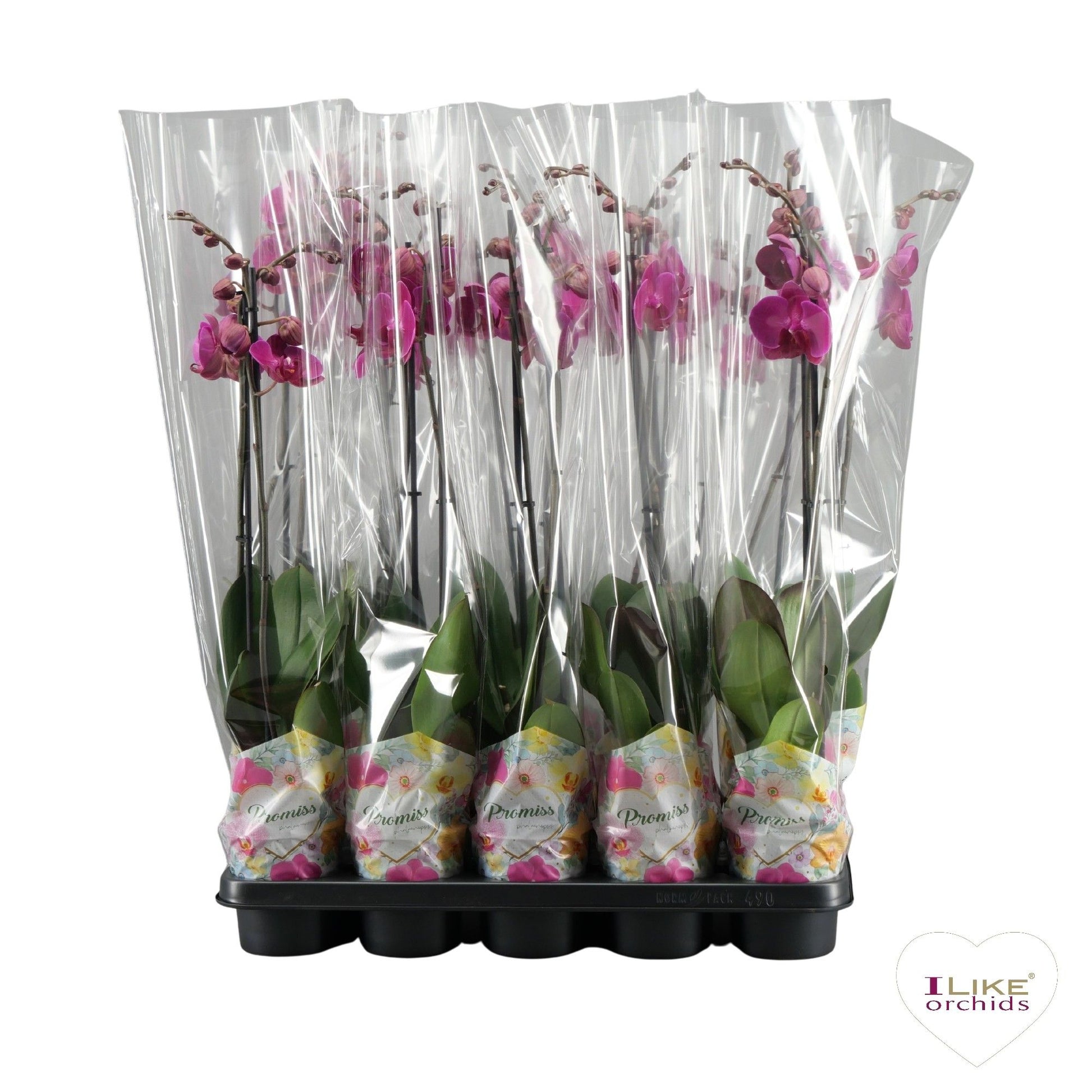 Phalaenopsis purple 65cm 12cm Pot