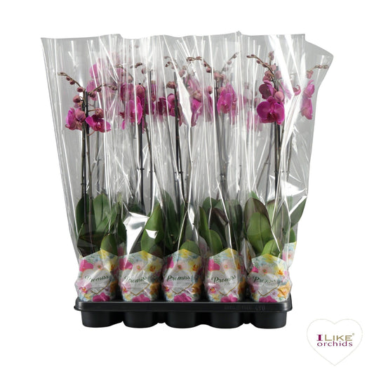 Phalaenopsis purple 65cm 12cm Pot