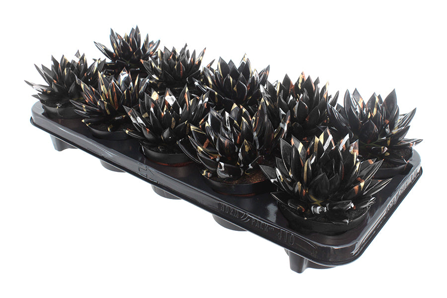 Echeveria colored Splash Xmas black 13cm 510cm Pot