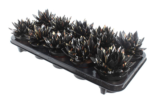 Echeveria colored Splash Xmas black 13cm 510cm Pot