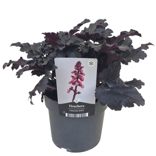 Heuchera Timeless Night 50cm 17cm Pot