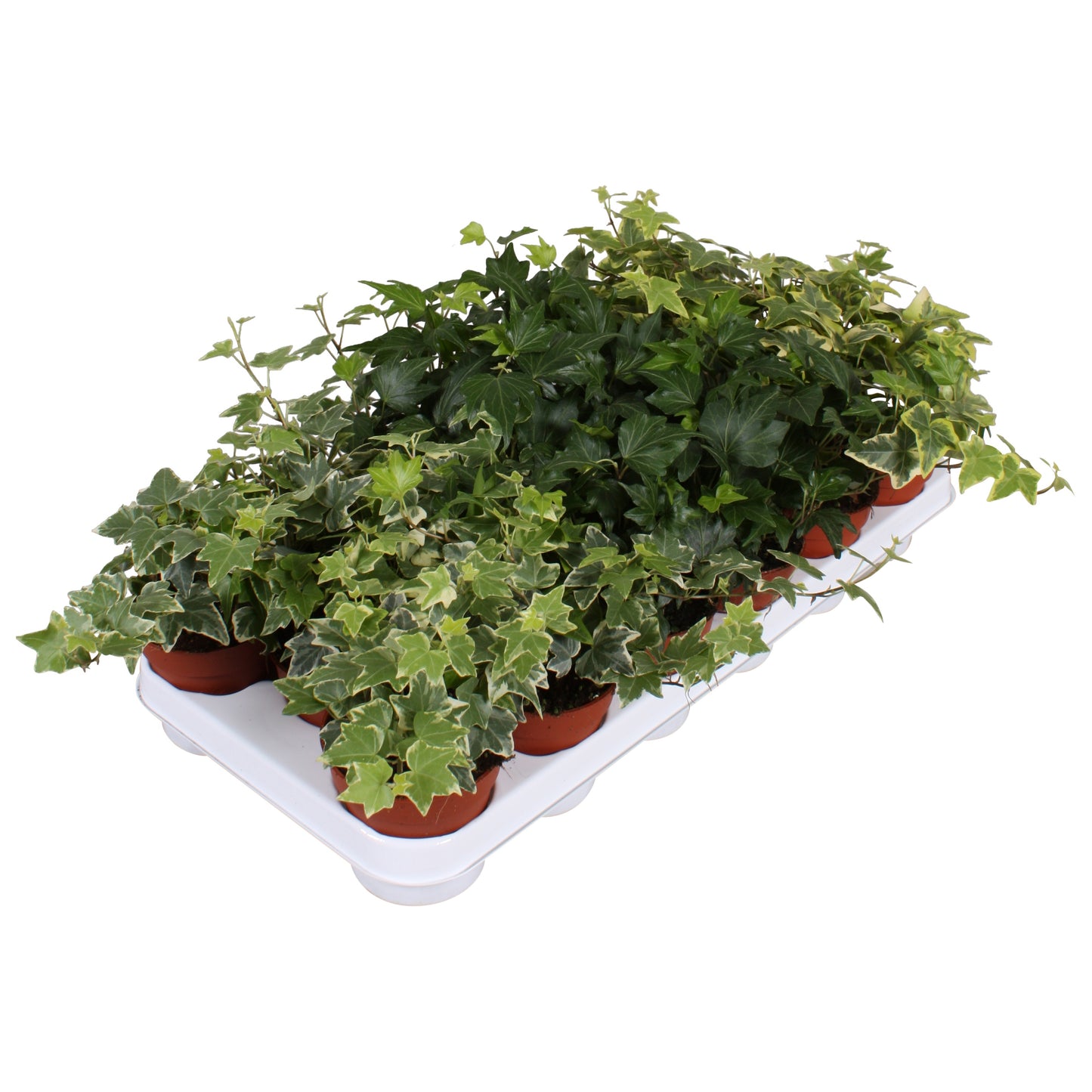 Vireo-Hedera plant BV Hedera helix mix Pack of 18