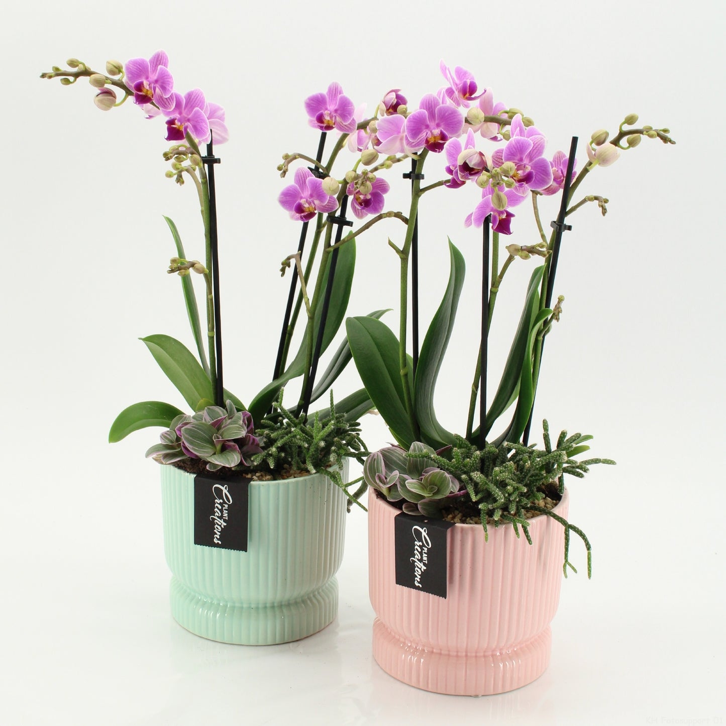 PHAL-2644 M RZ Phalaenopsis creatie 45cm 14cm Pot