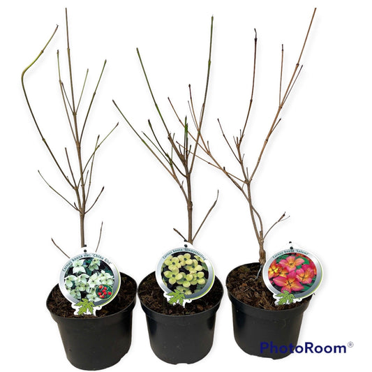 Cornus Kousa Mix 50cm 19cm Pot