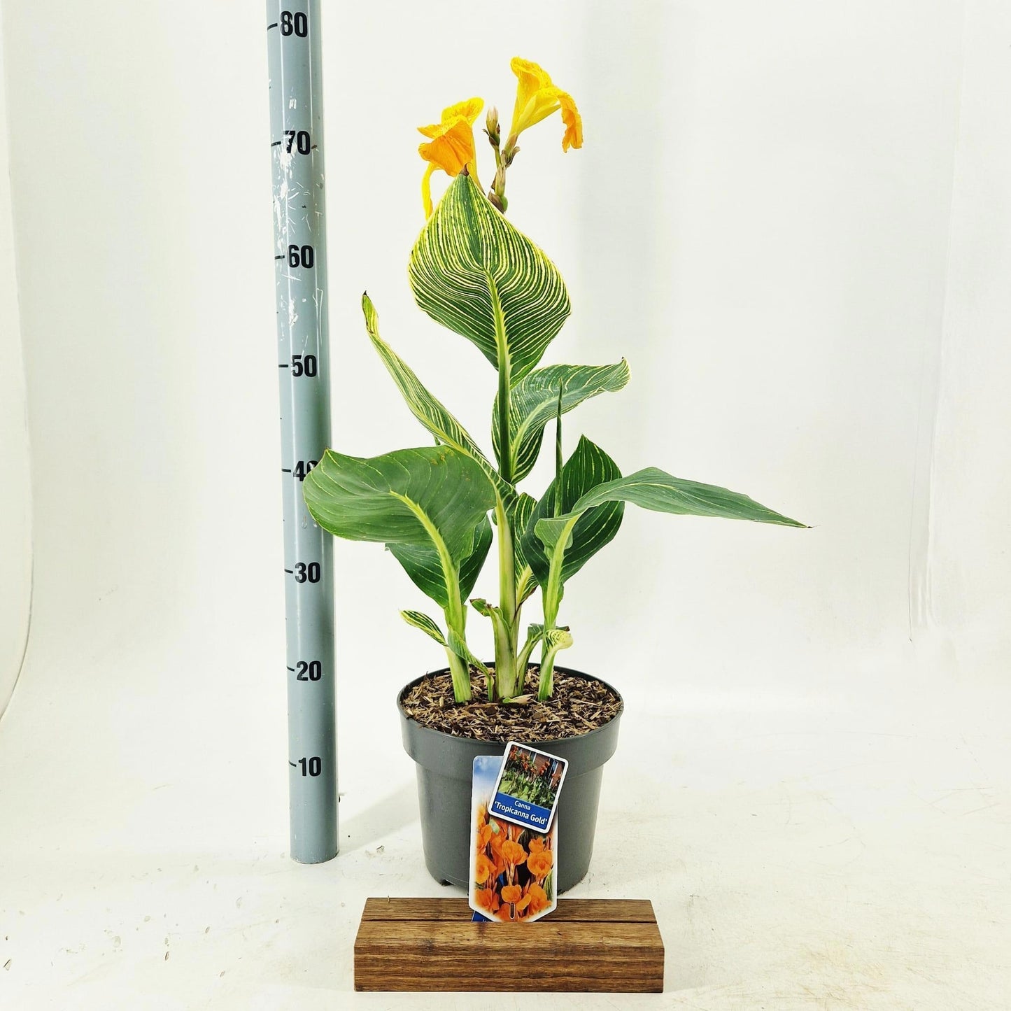 Canna Hybrid 40cm 23cm Pot