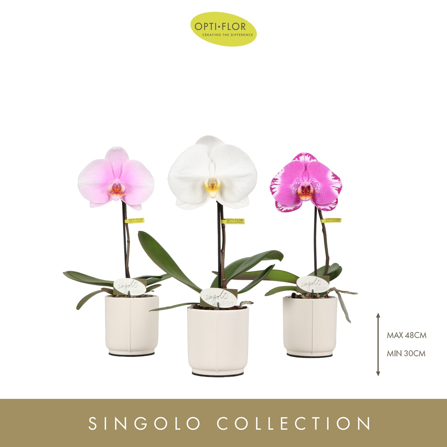 Phalaenopsis Singolo mix (+ drp.Lazio) 40cm 9cm Pot