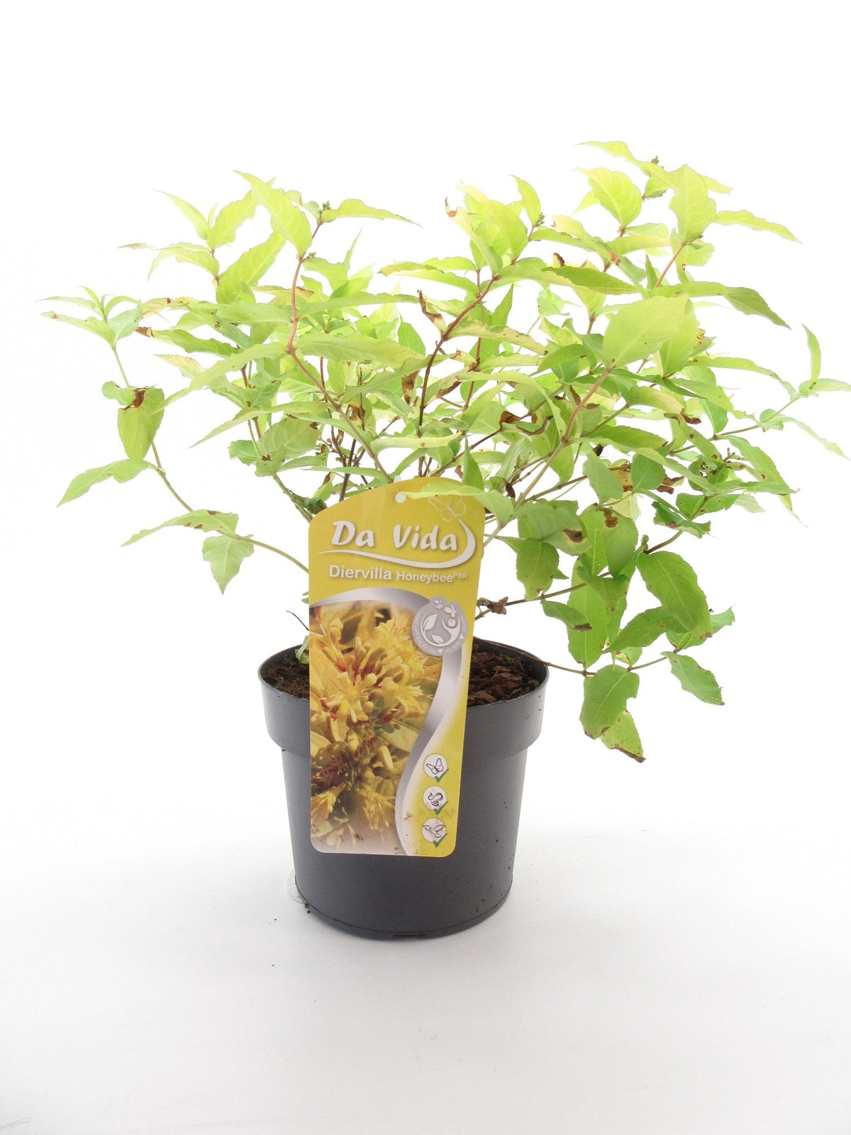 Diervilla sessilifolia 35cm 19cm Pot
