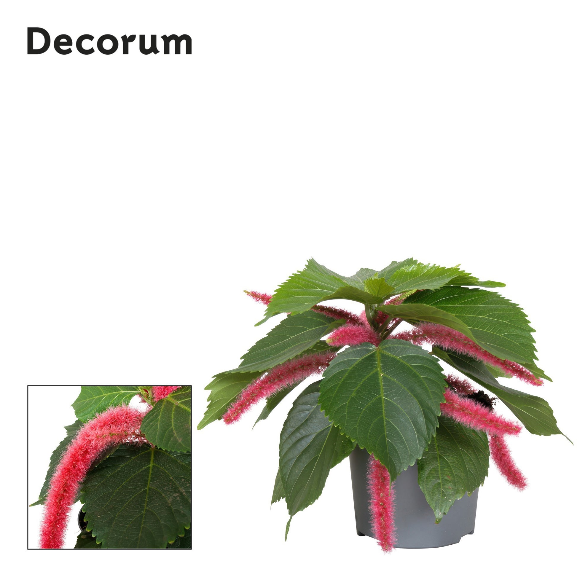 Richplant, VOF Acalypha Hispida Pink Pack of 6