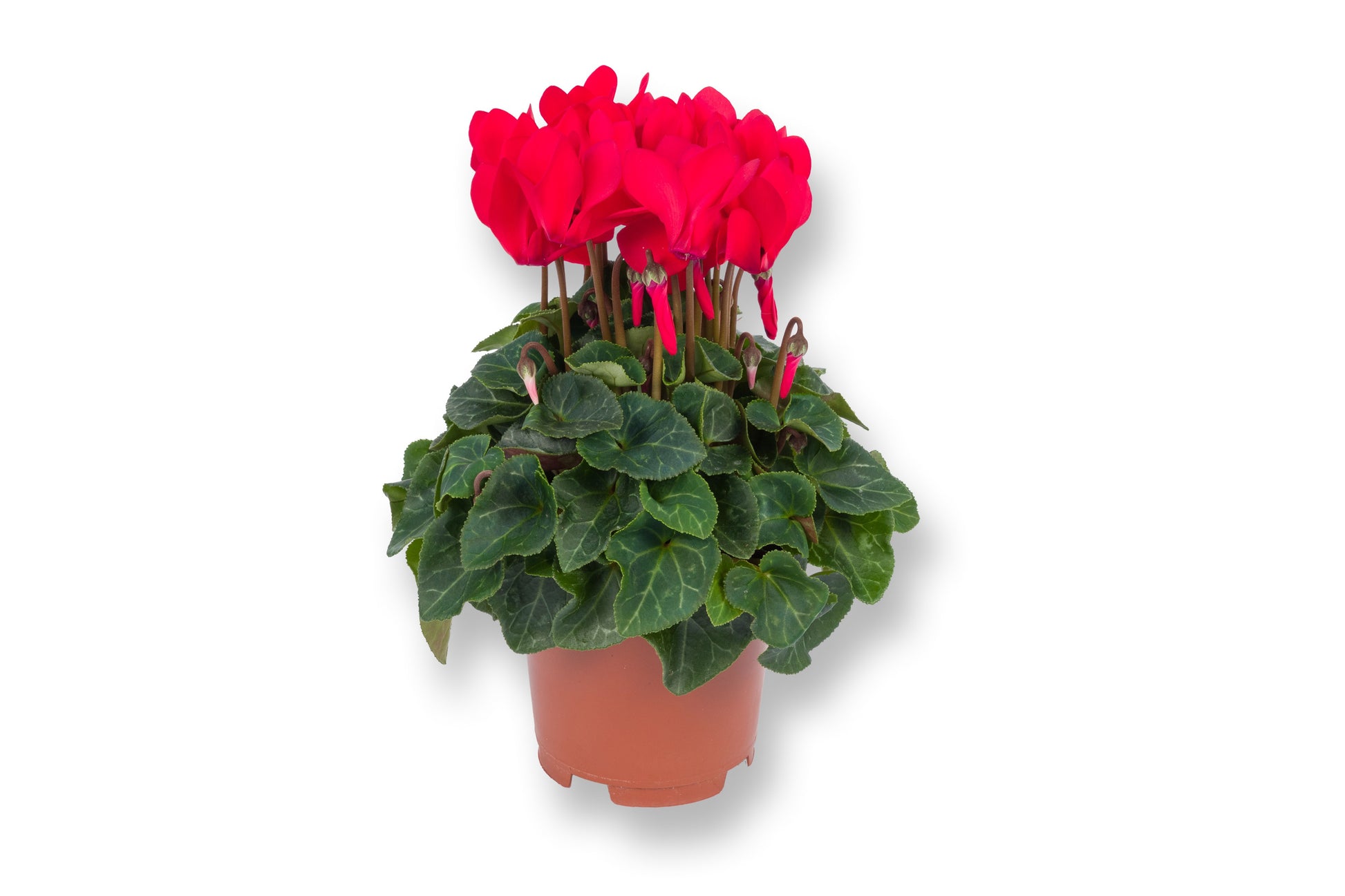 Bergcamp, kwekerij Cyclamen Compact red Pack of 8