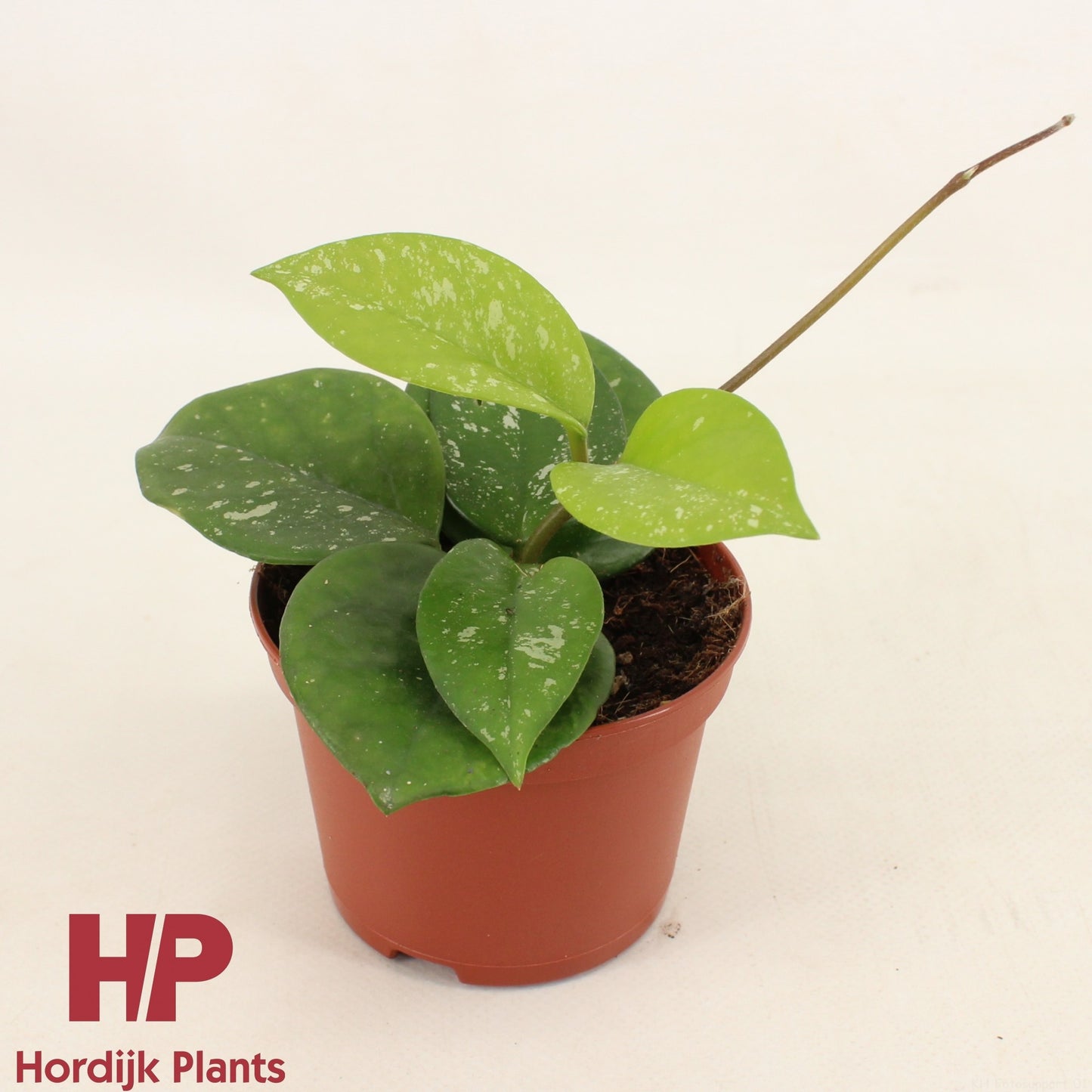Hordijk Plants Hoya car. Freckles Splash Pack of 12