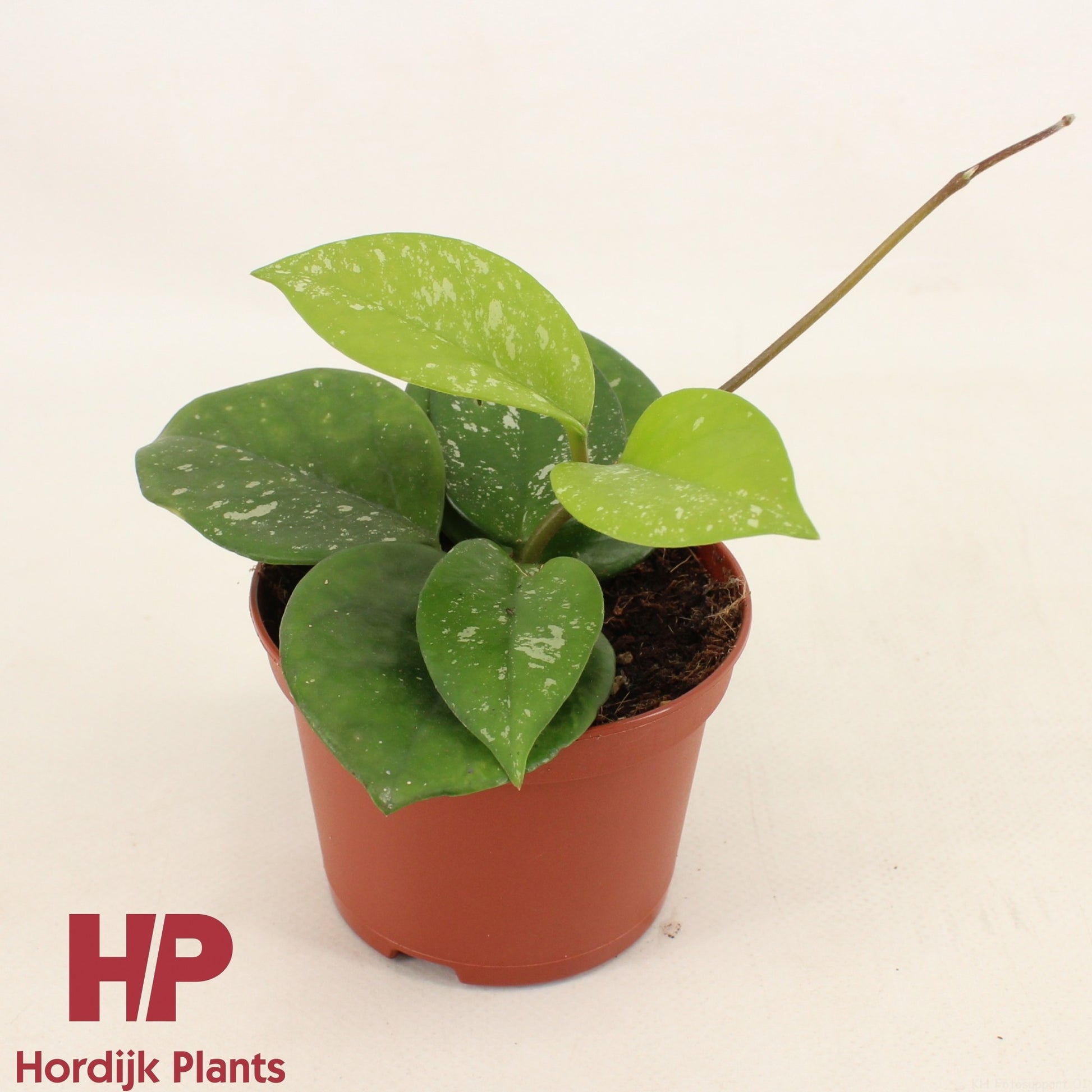 Hordijk Plants Hoya car. Freckles Splash Pack of 12