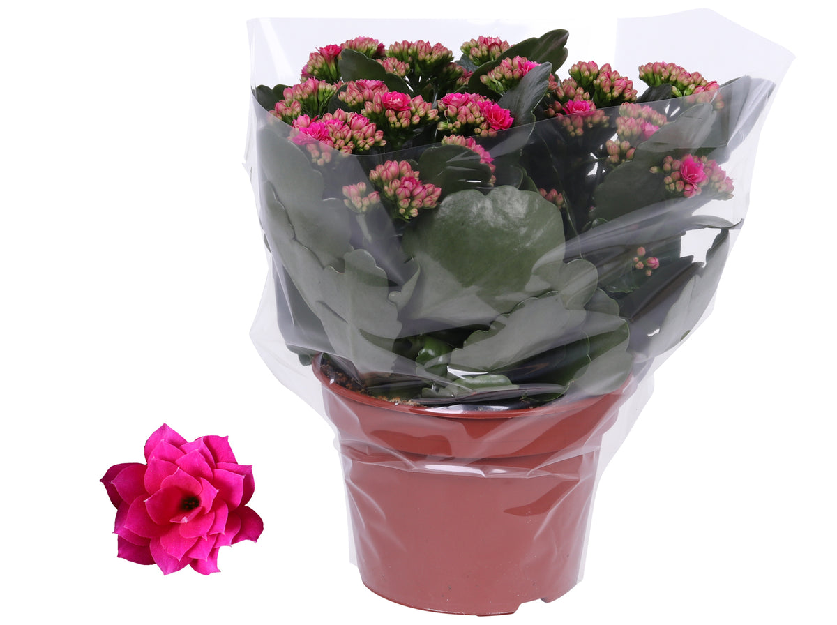 Kalanchoe Rosalina Don Victorio 27cm 15cm Pot