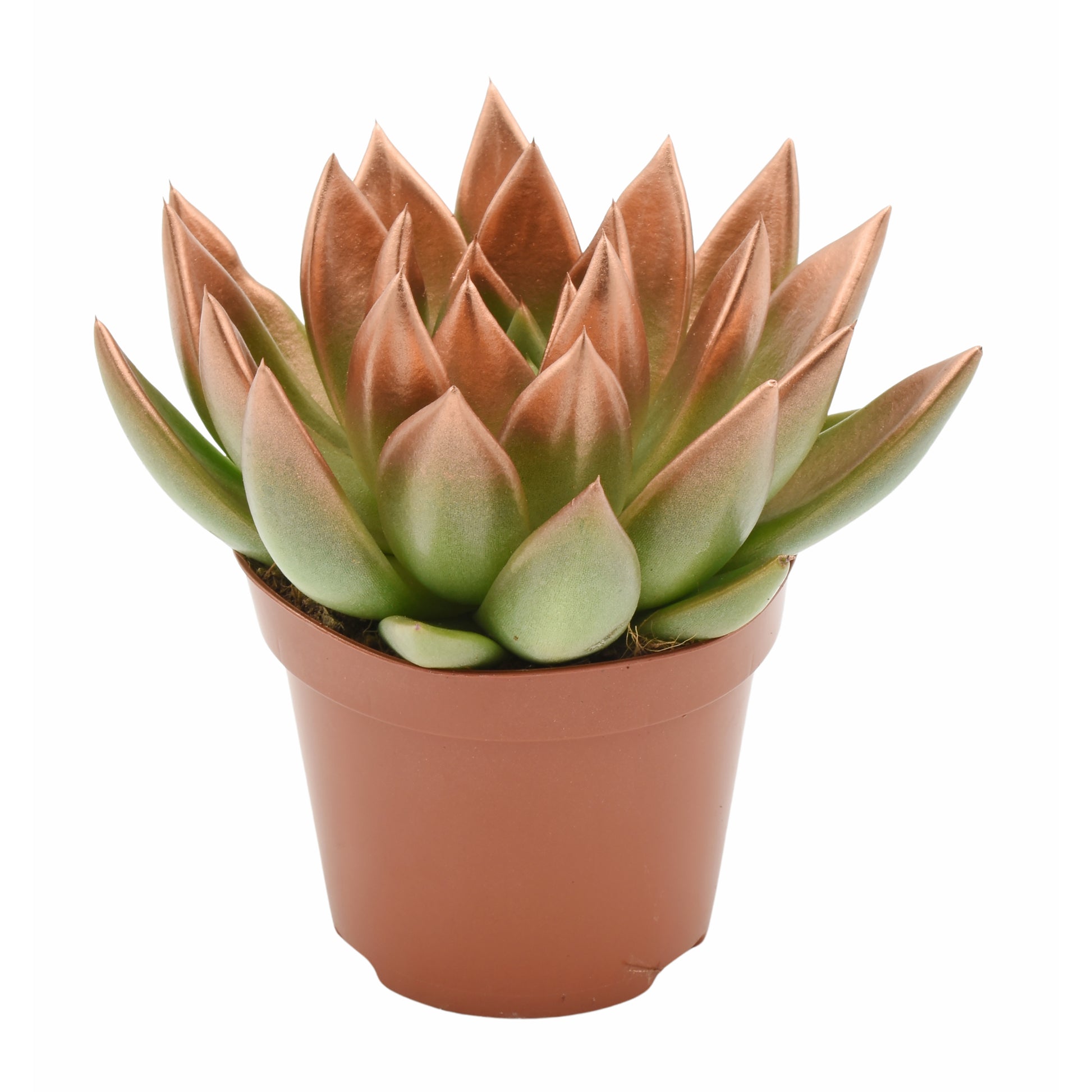 Echeveria Brown Rose 15cm 12cm Pot