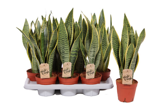 Sansevieria Laurentii 50cm 14cm Pot