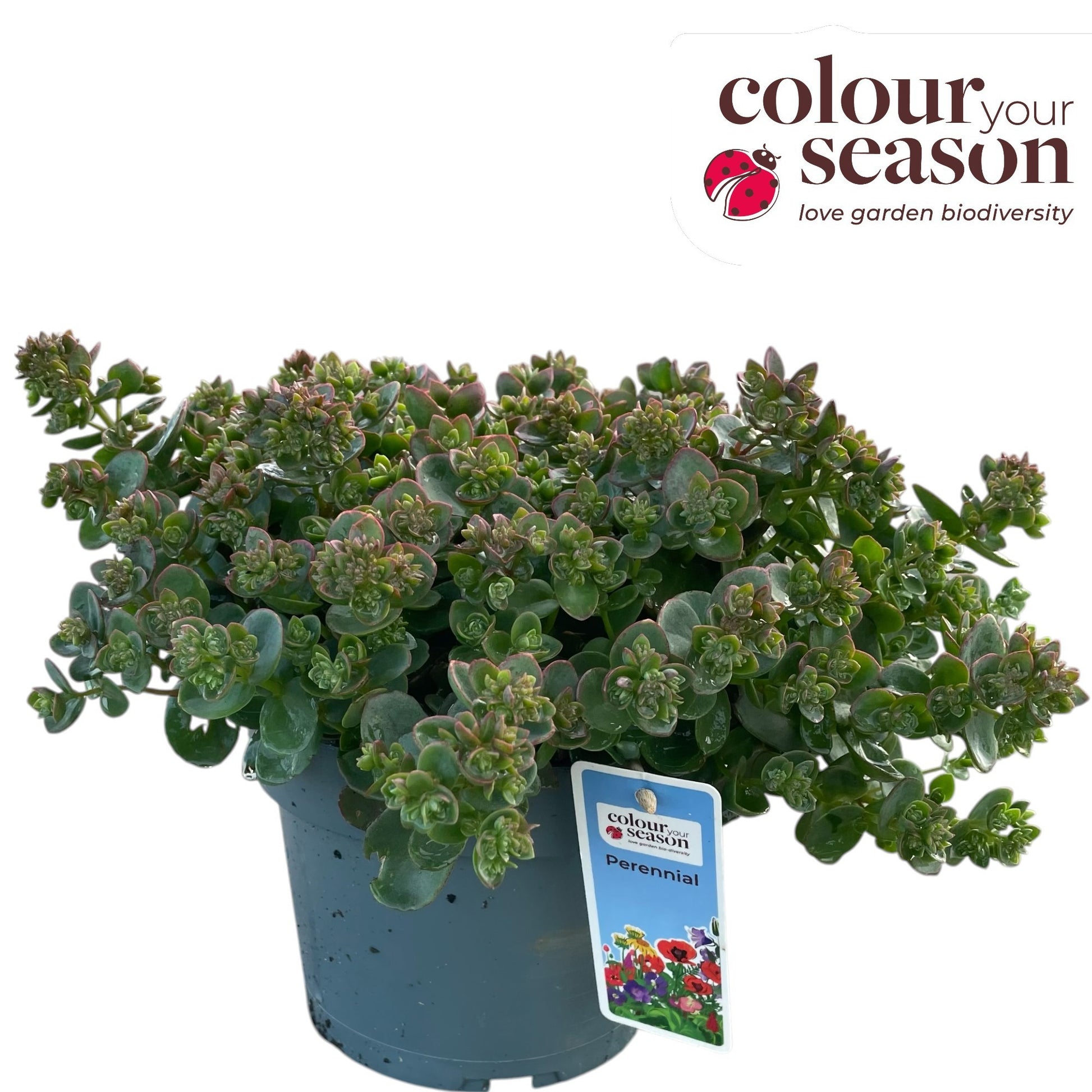 Sedum album mix 40cm 19cm Pot