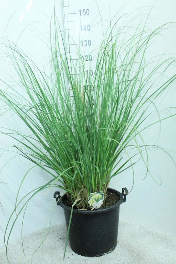 Cortaderia sellona Pumila 150cm 40cm Pot