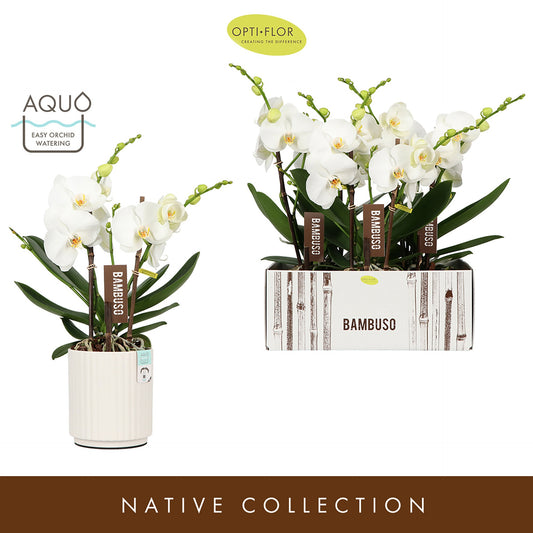 Phalaenopsis white 50cm 15cm Pot