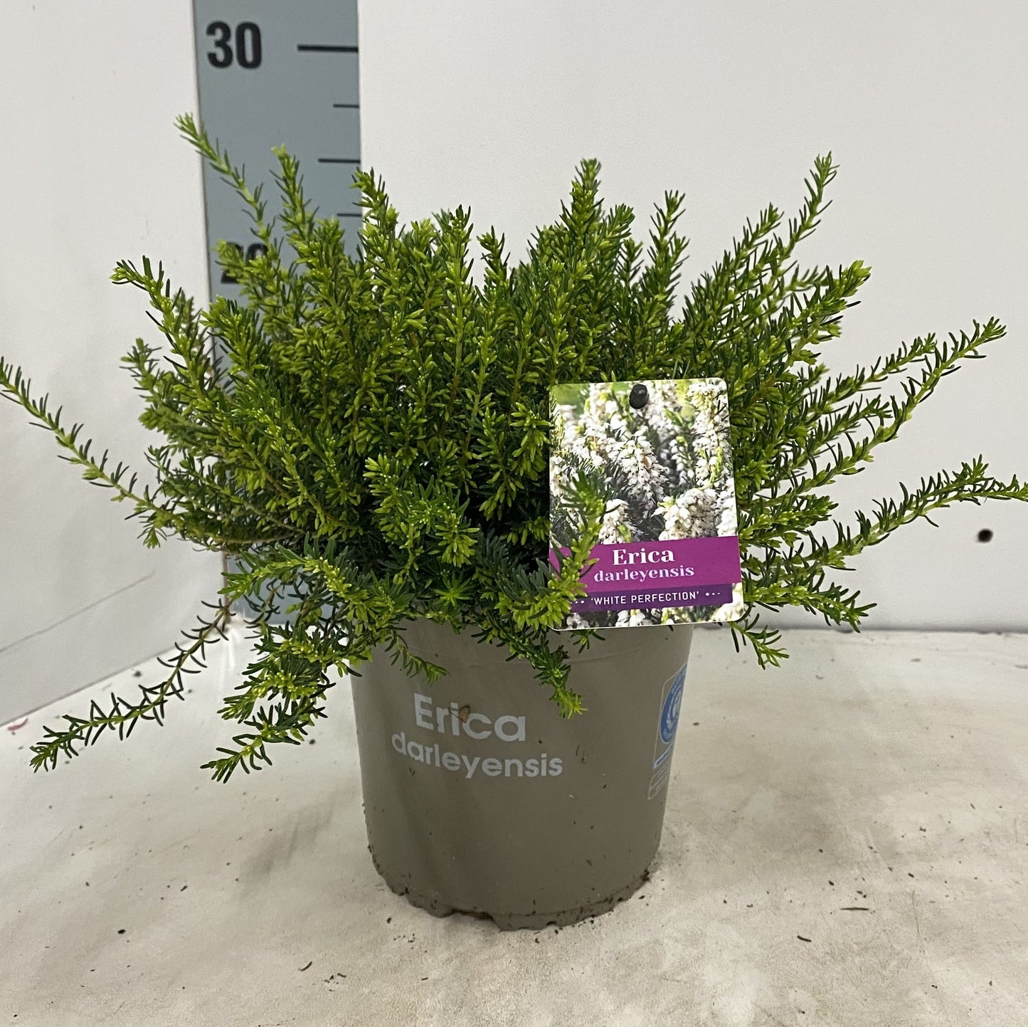 Erica White Perfection 15cm 15cm Pot